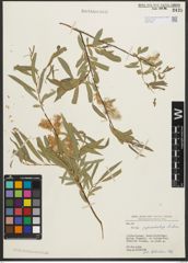 Foto von Salix pycnostachya Andersson